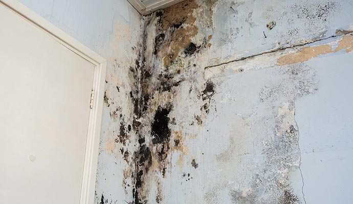 Black mold on the wall Black mold on the wall