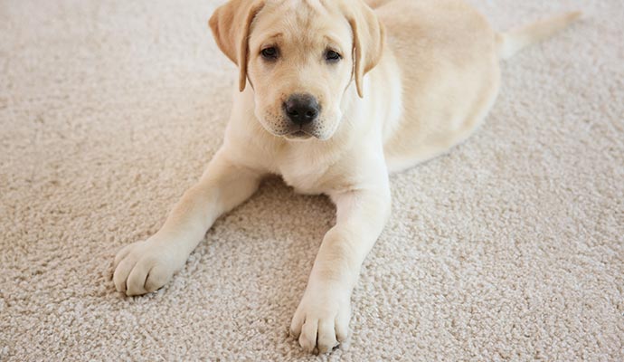 Pet sitting on carpet