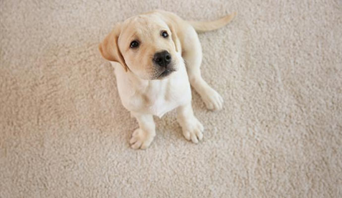 A small puppy sitting on a carpet