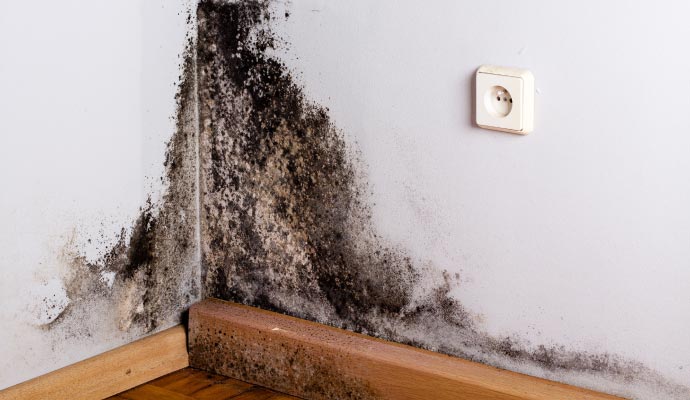 Black mold growth on the corner of a wall