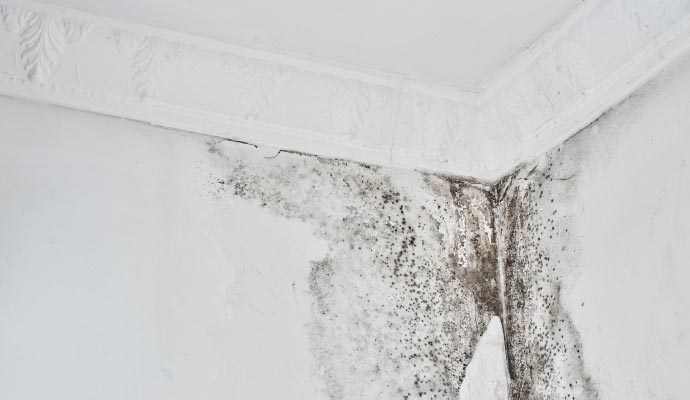 Wall severely damaged by mold