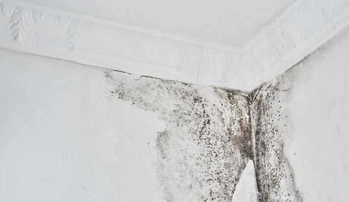 Corner of a room with extensive mold growth on the wall