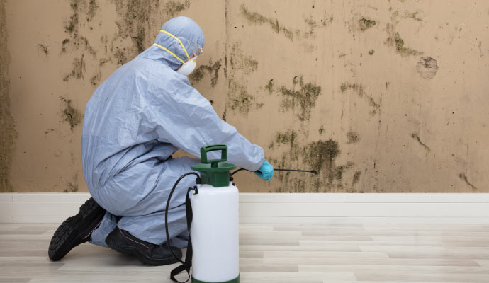 professional worker removing mold with sprayer