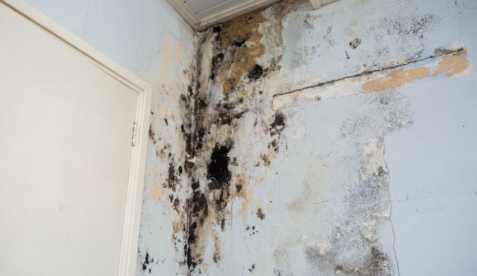 black mold on the wall