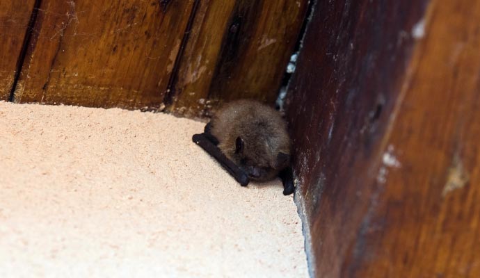 Little brown bat in corner of house attic Little brown bat in corner of house attic