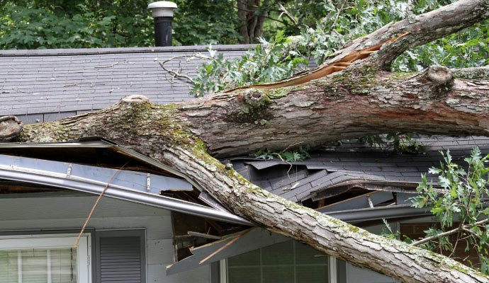 A tree fallen on a house with visible damage