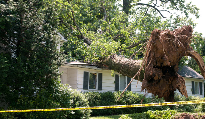 A tree fallen on a house with visible damage